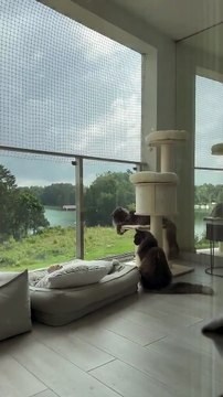 Chill, Play, Repeat 😻☀️ How Cats Spend the Perfect Summer Day #shorts #funnycats #funnyanimals #cutecats #cuteanimals #love #family