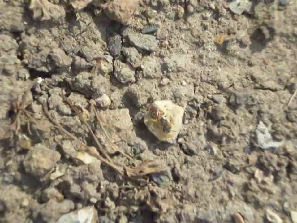 Comportement d'un insecte volant