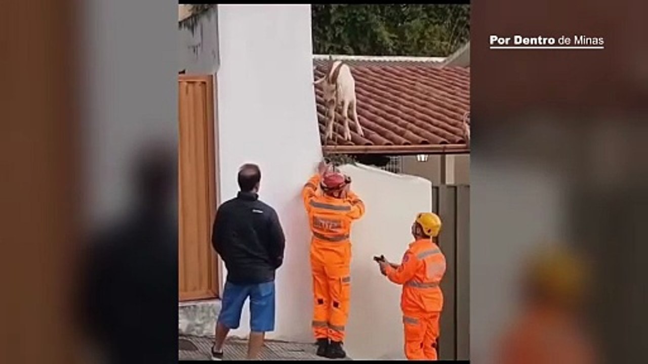 Bode sobe em telhado de casa e é resgatado pelos bombeiros em Barbacena