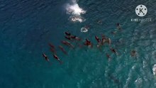 Os animais mais fofos do mundo  n•118