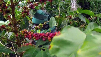 De la finca a la taza: el valor oculto del café sostenible