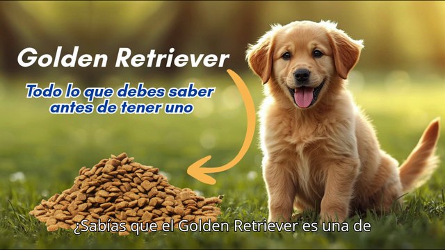 “Golden Retriever: Todo lo que debes saber antes de tener uno 🐕 | Guía completa”
