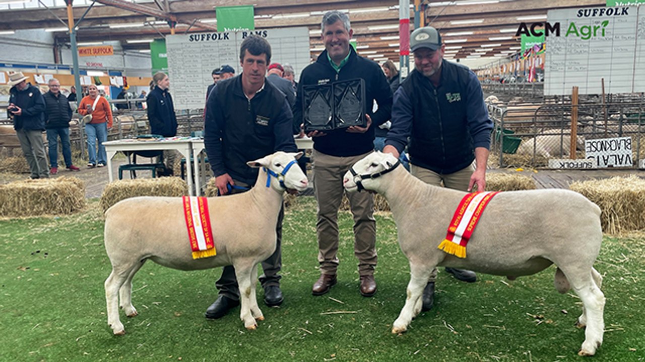 White Suffolks clean up in feature breed showing