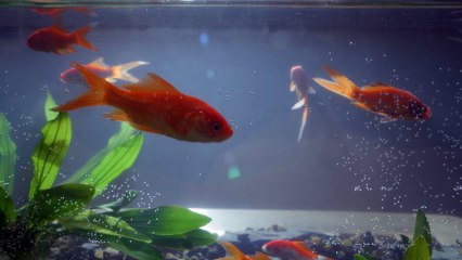 40 Epochs | movie | 2025 | Official Trailer