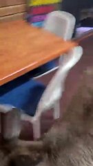 Kangaroo diaries only in Australia 🇦🇺