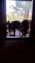 Kangaroo diaries only in Australia 🇦🇺