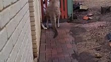 Kangaroo diaries only in Australia 🇦🇺