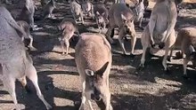Kangaroo diaries only in Australia 🇦🇺