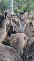 Kangaroo diaries only in Australia 🇦🇺