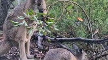 Kangaroo diaries only in Australia 🇦🇺
