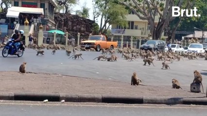 Quand les macaques prennent le contrôle…