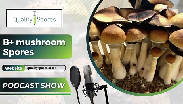 B+ Mushroom Spores|Mushroom Spore Syringe online|Spore Syringe for Sale