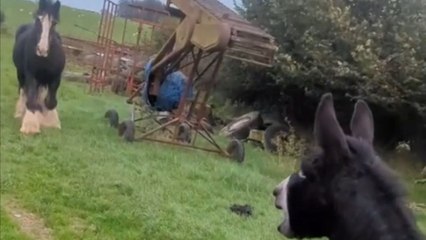 Mare hesitates when donkey tries to befriend her in their first meeting