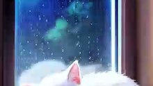 Cute kitten sleeping in rain sound |
