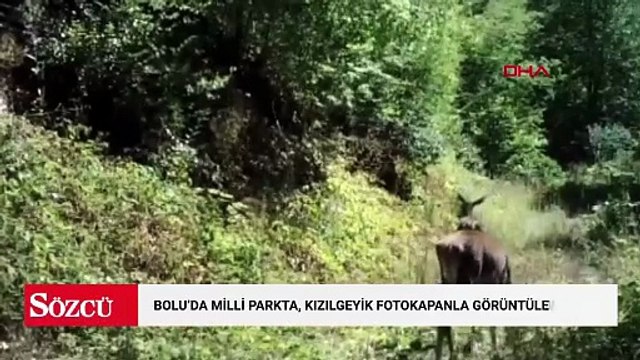Bolu'da milli parkta, kızılgeyik fotokapanla görüntülendi