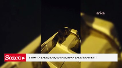 Sinop'ta balıkçılar, nesli tükenmekte olan su samuruna balık ikram etti