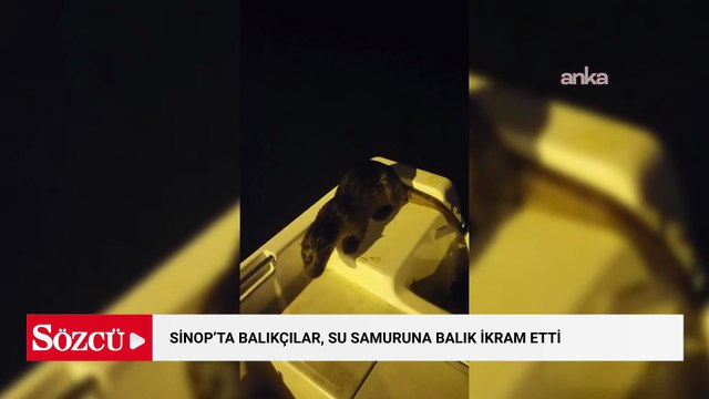Sinop'ta balıkçılar, nesli tükenmekte olan su samuruna balık ikram etti