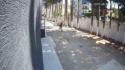 Denizli\'de zabıtayı sopayla döven dayakçı başkanın dosyası kabarık çıktı