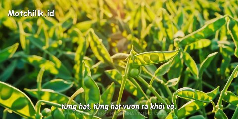 Ngự Trù Của Bạo Chúa Tập 3 Vietsub