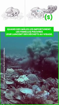 coquillages, des algues et autres matériaux des fonds marins