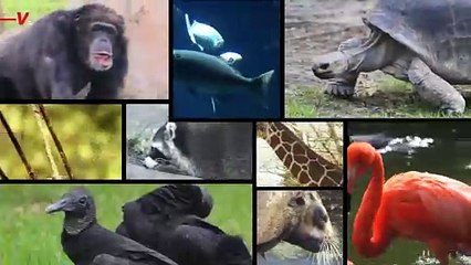 Why Its Concerning That This Polar Bear Died of Bird Flu