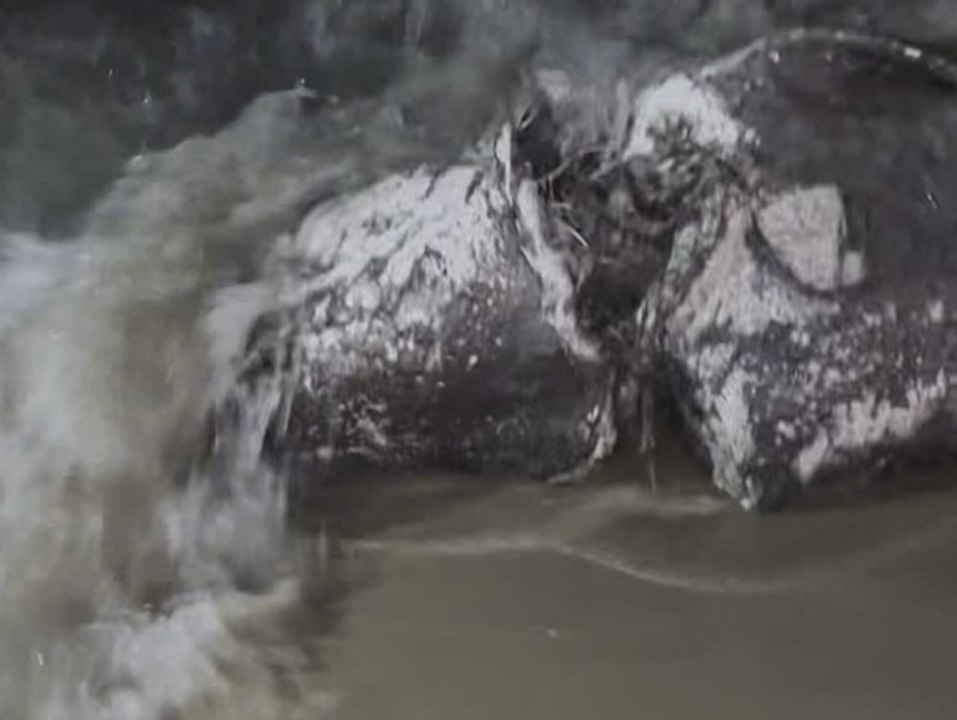 Toter Hai an Mallorca-Strand: Das hat es damit auf sich