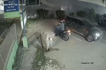 Motorista salva cachorro durante assalto em clínica veterinária