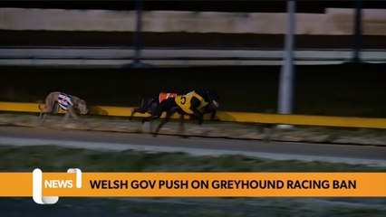 Welsh Gov publish Greyhound racing ban plans
