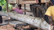 How to Professionally Cut a Coconut Tree into 2x20 Lumber