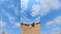 Elephant Steals Camera and Becomes Vlogging King