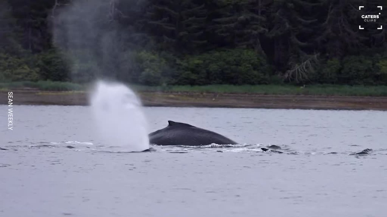 Humpback Whales Put on Spectacular Bubble-net Feeding Show
