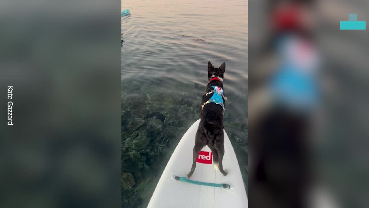 Crazy Moment Dog Has Unforgettable Encounter With Sea Turtle