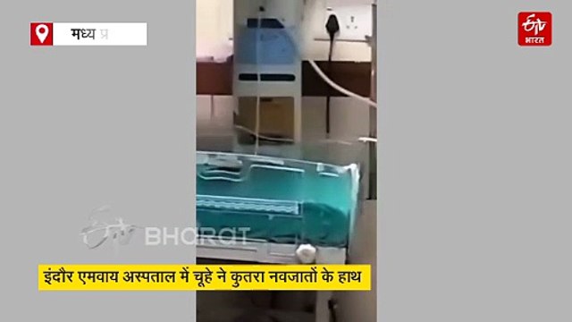 इंदौर के MY अस्पताल में आदमखोर चूहों का आतंक, 2 नवजात बच्चों के कुतरे हाथ