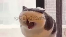 Funny cat