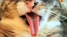 Funny cat