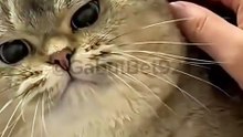 Funny cat