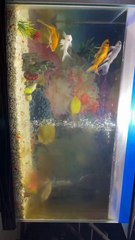 Pets Life #petslife #Viral #Funny #beauty