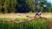 Desvende o Cuco: O Som Mais Misterioso da Natureza