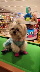 🔴 CUTIE PICKLES IN BLUE DRESS #shihtzu