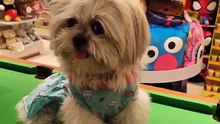 🔴 CUTIE PICKLES IN BLUE DRESS #shihtzu