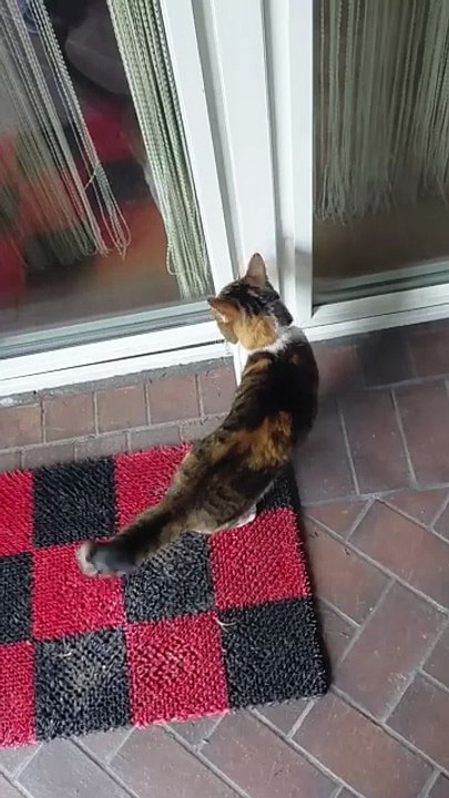 When Your Cat Decides Playtime Is Over… 😂 ‘Let Me In! #cats #funnycats #funnyanimals #shorts #catshorts #catvideo #foryou #viralcats