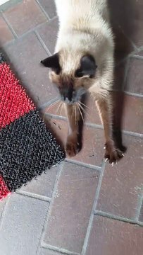 Would You Resist This? 😻 Hungry Visitor Asking for Food #cat #cats #funnycats #shorts #dinner #catfilm #cutecats #cute #funny