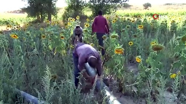 Sivas’ta ayçiçek tarlaları sarıya büründü! Hasat için geri sayım başladı