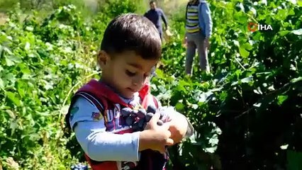 Cimin üzümü hastalıklara şifa oluyor