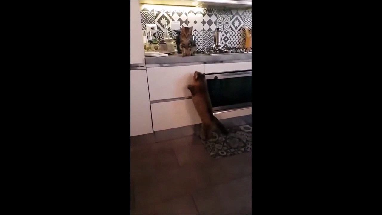 Voilà ce qu'on appelle un bisous sauté