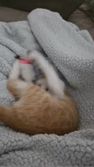 Just a kitten playing with her toy bird