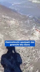 Cannolicchi spolpati dai granchi blu Goro. Il video
