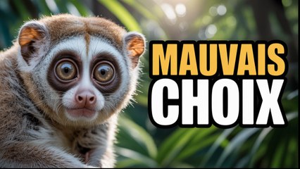 Animaux souvent considérés, à tort, comme de bons animaux de compagnie