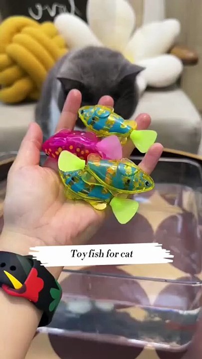 Cat toy
