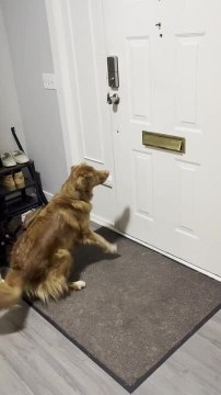 Excited Toller Retriever Nearly Snatches Mail From Door